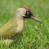 Woodpeckers